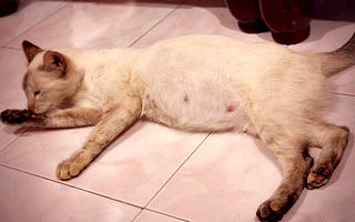 First Signs Of A Pregnant Cat 60