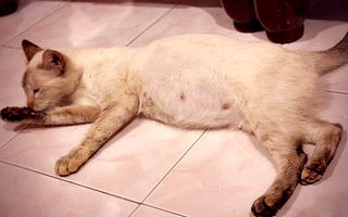 Pregnant Cats Signs 27