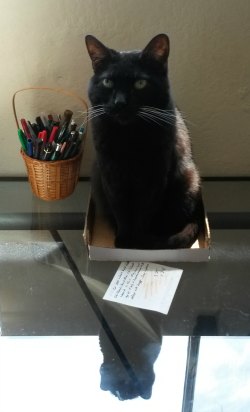 black cat in a box