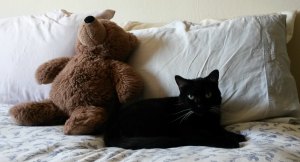 stuffed cat toy and bed
