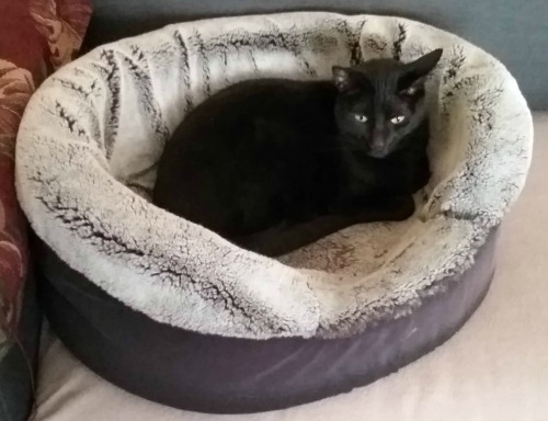 Black cat in cat bed