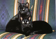 two black cats cuddling