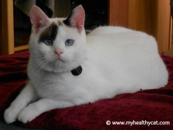 white cat with markings