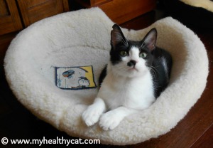 Tuxedo cat in padded cat bed