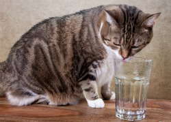 Tabby cat drinking water out of a glass