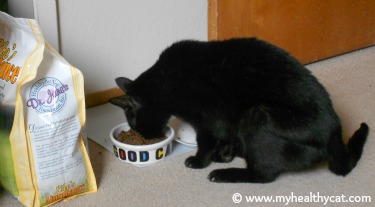 Black cat eating kibble