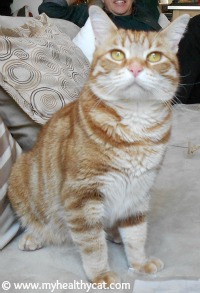 Orange tabby with yellow eyes