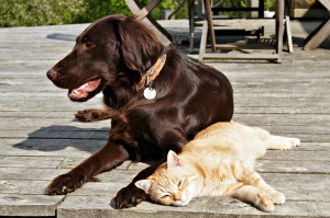 Healthy Cat and Dog