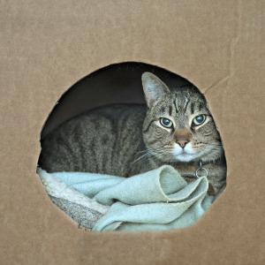 Cat inside homemade kittening box