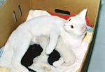 Kittening box with white cat and two black kittens