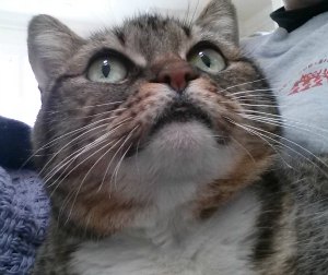 Tabby cat looking up