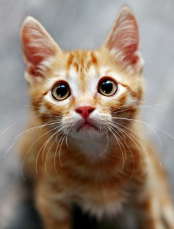 Orange tabby kitten with big eyes