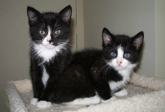 Two black and white kittens in condo tray
