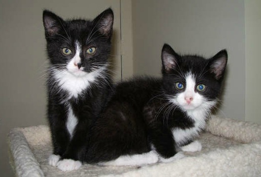 Two tuxedo kittens