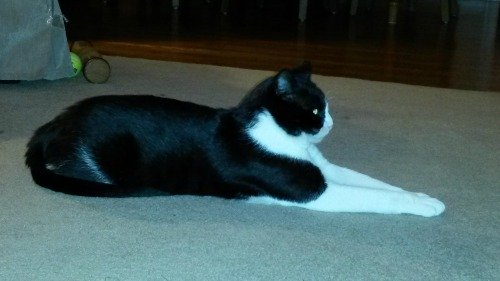 Tuxedo cat stretched out