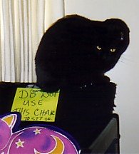 black cat on chair