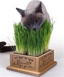 Cat eating cat grass from planter