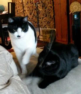 Tuxedo cat and black cat