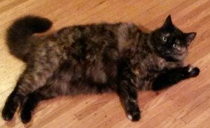 Shadow the Longhaired Tortoiseshell Cat