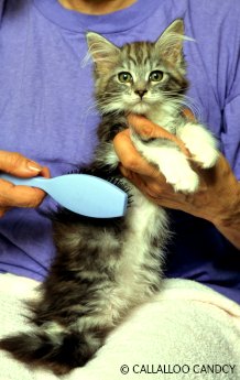 Brushing your cat