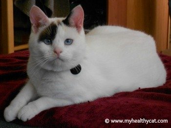 white cat with markings lying down