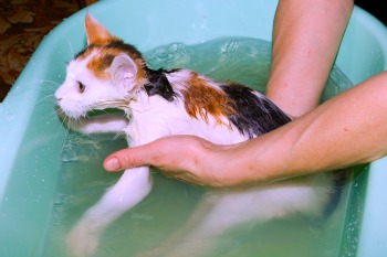 Cat Bath Time!