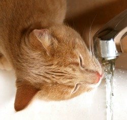 cat drinking running water