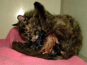 Cat licking newborn kitten