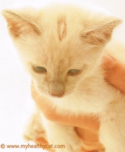 Kitten with ringworm on head