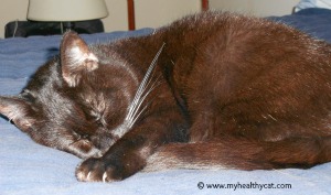 Cat sleeping on bed