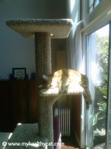 Cat tree