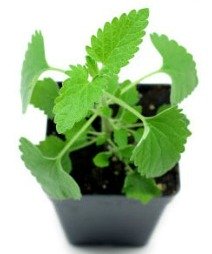 Live catnip plant