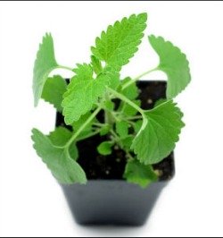 Live catnip plant in container