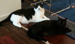 Tuxedo cat and black cat