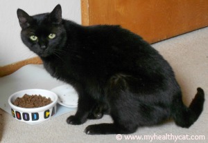 Black cat eating food from bowl