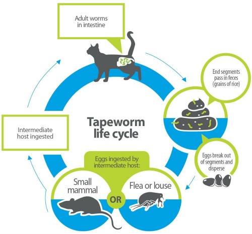 Flea life cycle