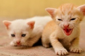 Two light-colored kittens