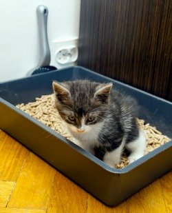 kitten in litter pan