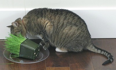 'Muffin' eating cat grass 