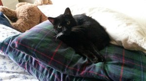 black cat on pillow