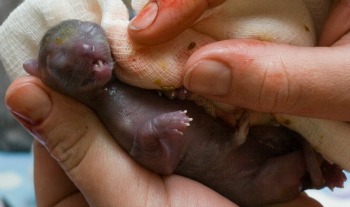 Newborn kitten being cleaned by human