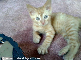 Polydactyl orange tabby kitten