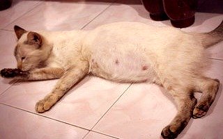 Pregnant cat lying on floor