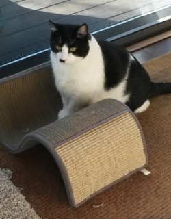 Fancy Cat Scratcher