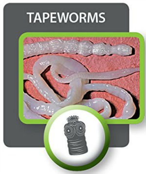 Picture of tapeworm
