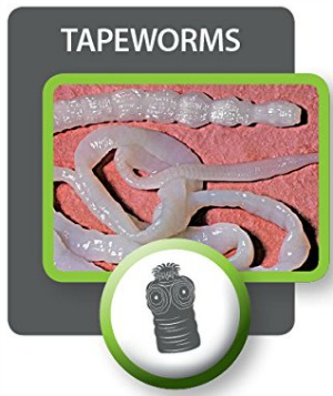 Tapeworm